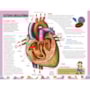 Human body